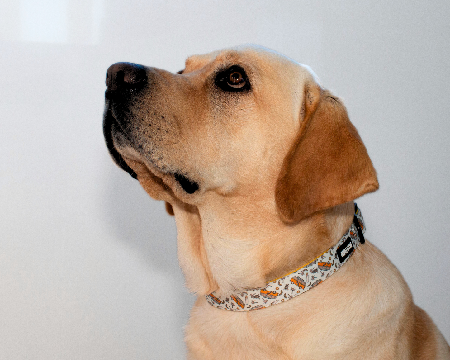 Livin' the Dream: Collar